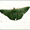 Emerald Geometrid Moth