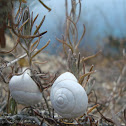 White-lipped Snail on Rosemary