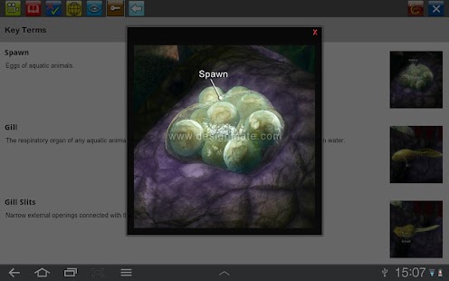 Download Life cycle of a Frog APK