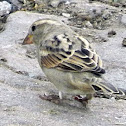House Sparrow(Female)