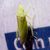 Flat-head Leafhopper