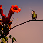 Ruby-throated Hummingbird