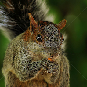 Lunch Time by Esteban Rios - Animals Other Mammals