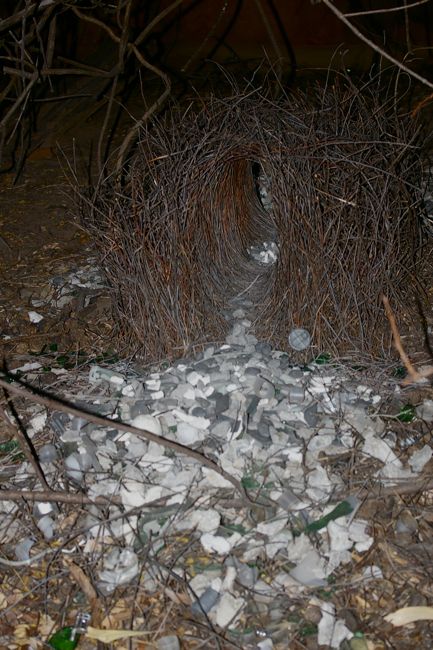 Great Bower bird nest