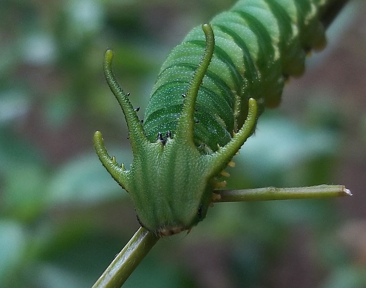 Plain Nawab Caterpillar