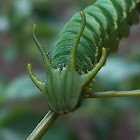 Plain Nawab Caterpillar