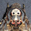 Death's Head hawkmoth