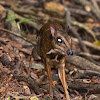 Lesser Mouse Deer