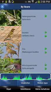 Vogelstimmen Id - Ruf + Gesang