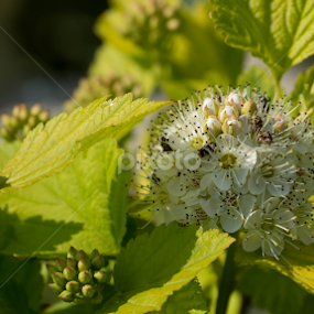 Sunny lunch by Maria Semelevich - Flowers Single Flower