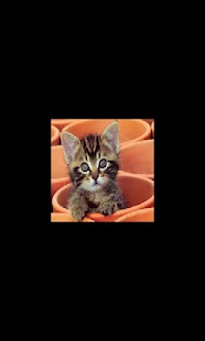 Cute kitten Puzzle Screenshots 4