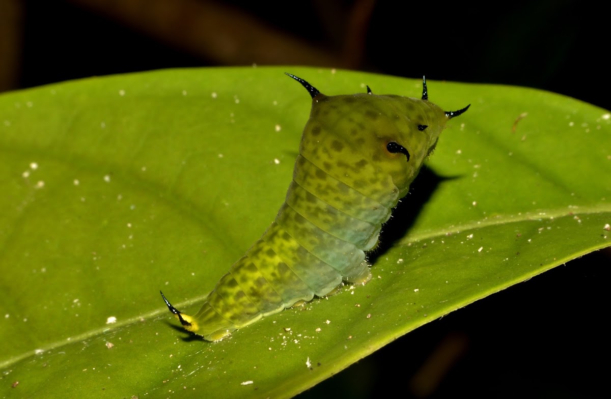 Caterpillar of Tailed Jay Butterfly