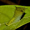 Caterpillar of Tailed Jay Butterfly