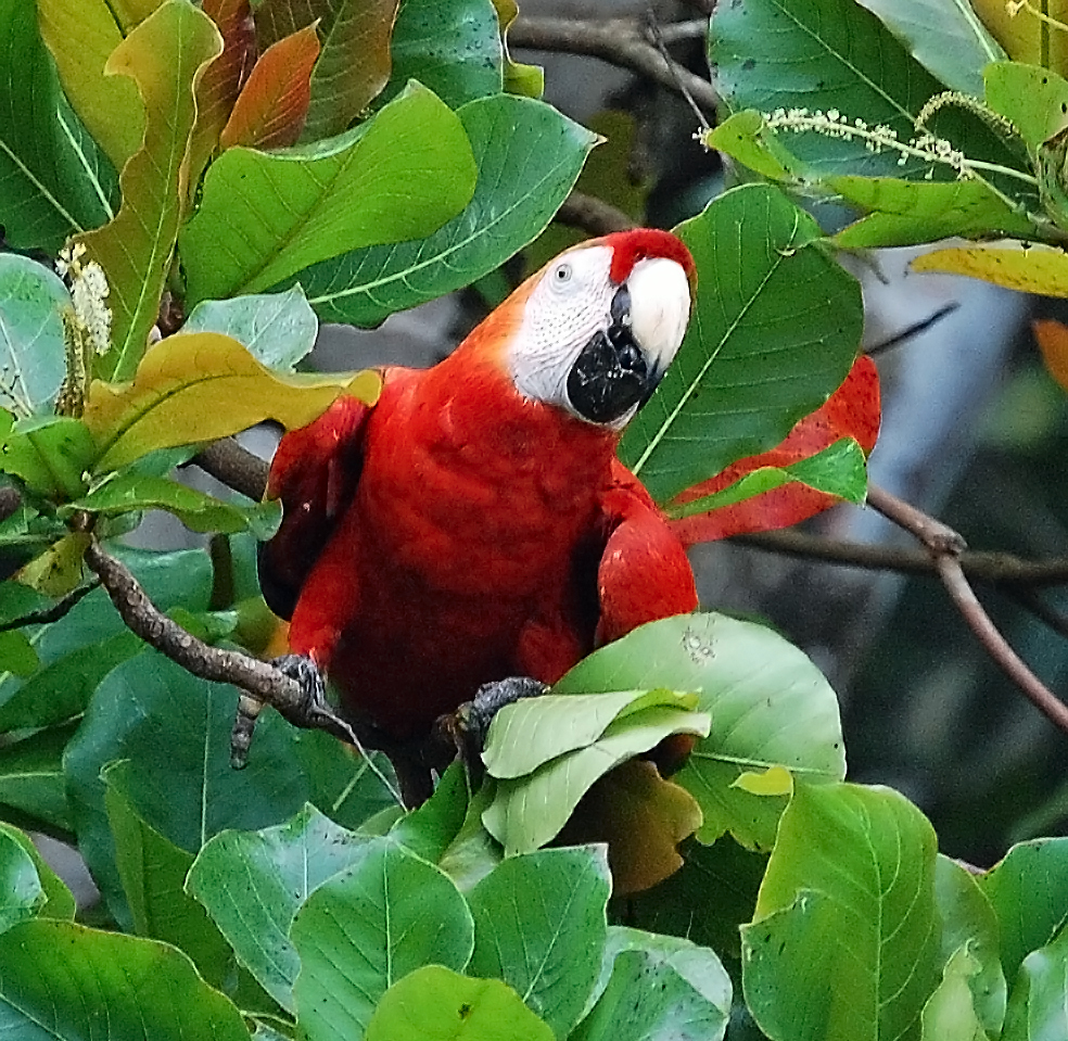 Scarlet  macaw