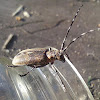 Sawyer beetle/Усач черный (бронзовый)сосновый .