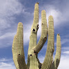 Saguaro cactus