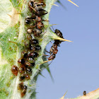 Slavemaker Ant