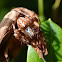 European Garden Spider