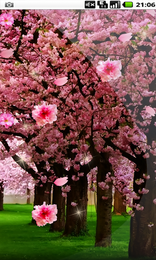 免費下載個人化APP|Amateur Garden Sakura HD app開箱文|APP開箱王
