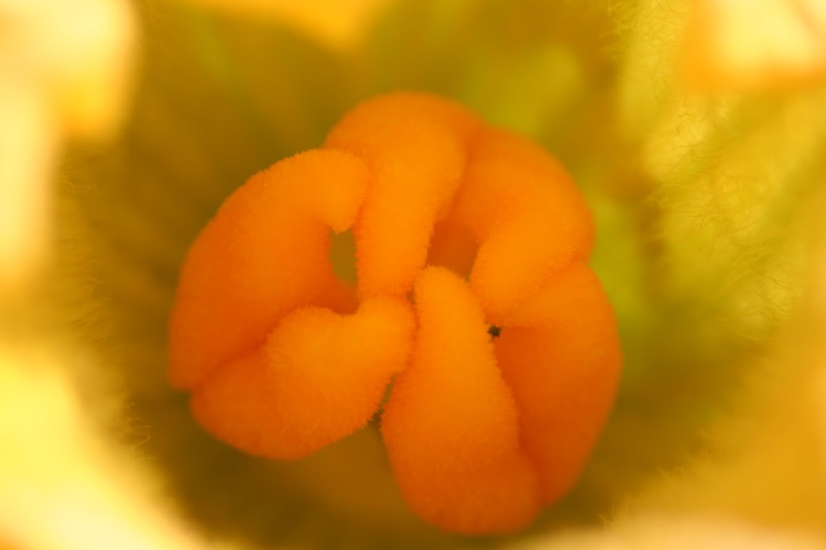 Pumpkin vine bloom