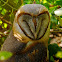 Barn Owl