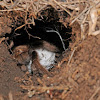 Brown tarantula (female with egg sac)