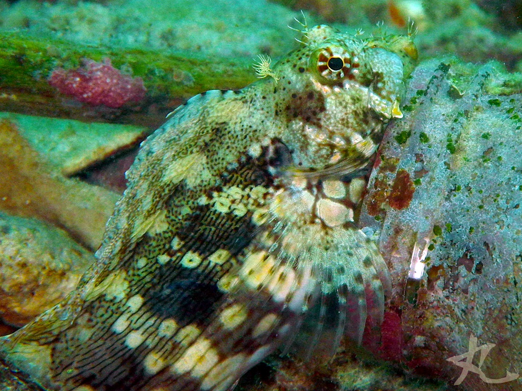 Smooth-lipped Blenny