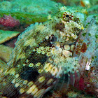 Smooth-lipped Blenny