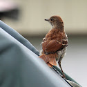 Brown thrasher