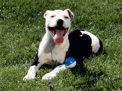 How to get Pitbull Wallpapers lastet apk for laptop