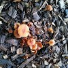 Mushrooms(species unknown)