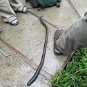 Giant Earthworm (Unknown Species)