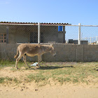 Burro - Donkey