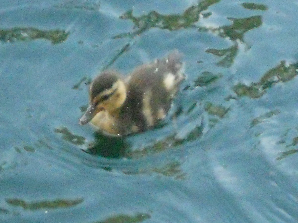 Baby Mallard Duck- Female
