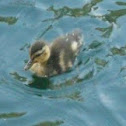 Baby Mallard Duck- Female