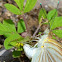 Great Southern White