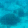 This is brain coral with other types of wildlife under the sea