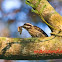 Sunda Pygmy Woodpecker 