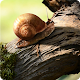 Turbo Snail Live Wallpaper APK