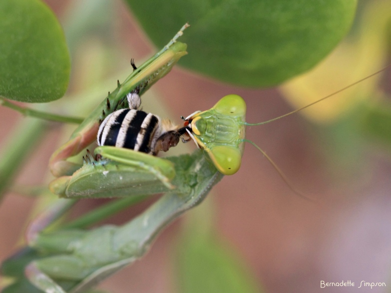 Mantis with Prey (bee)