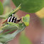 Mantis with Prey (bee)