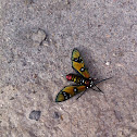 Princely Tiger Moth