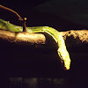 Red-tailed Rat Snake