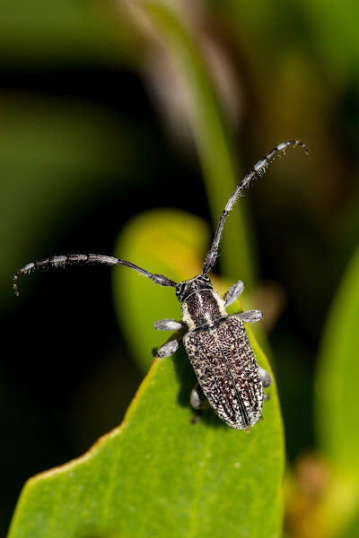 Longicorn Beetle | Project Noah