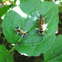 Milkweed Tussock Moth caterpillar