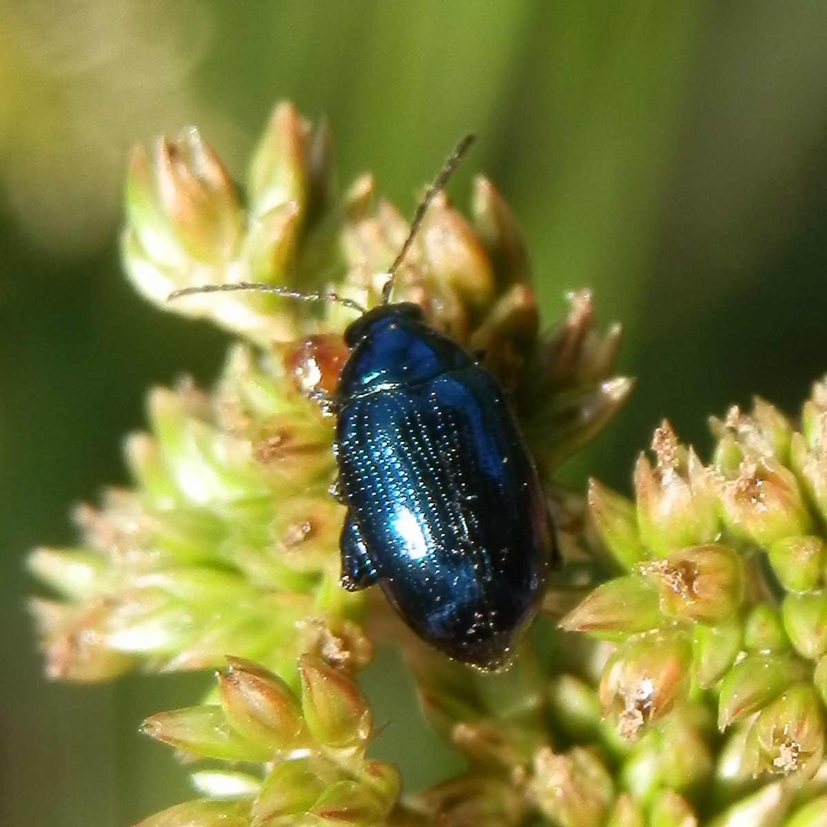 Blue Metallic (Flea) Beetle