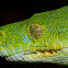 Green Python