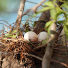 Laughing Dove eggs