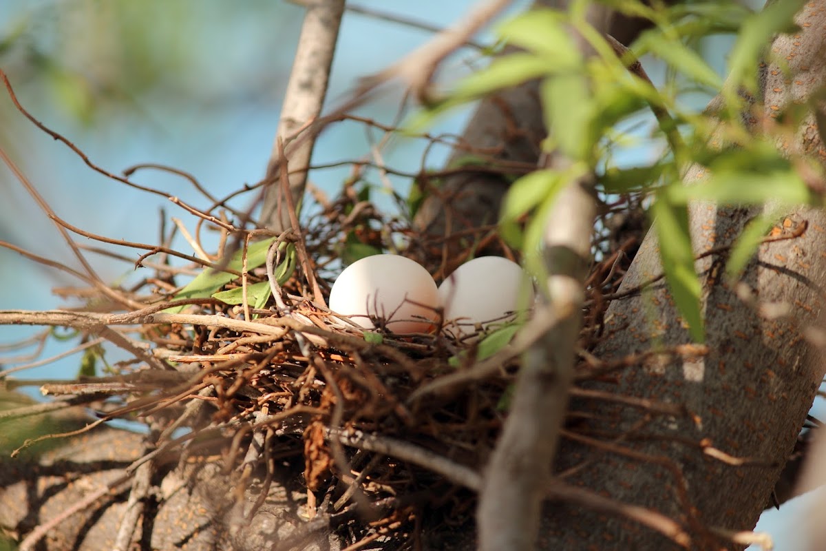 Laughing Dove eggs