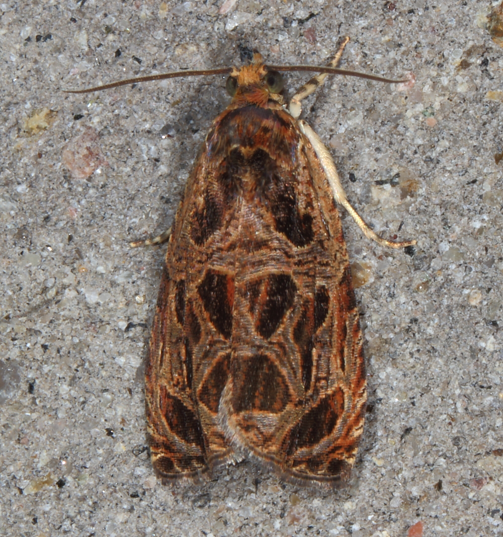 Lacuna Moth